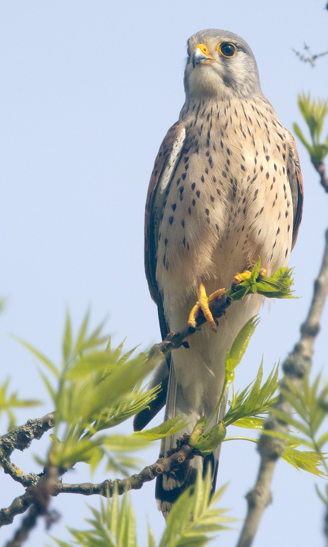 der Turmfalke hält Ausschau nach einer Beute 