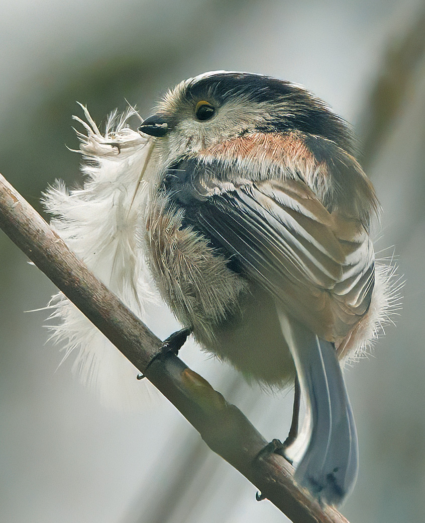 „Wie singen unsere Vögel?“- Bericht