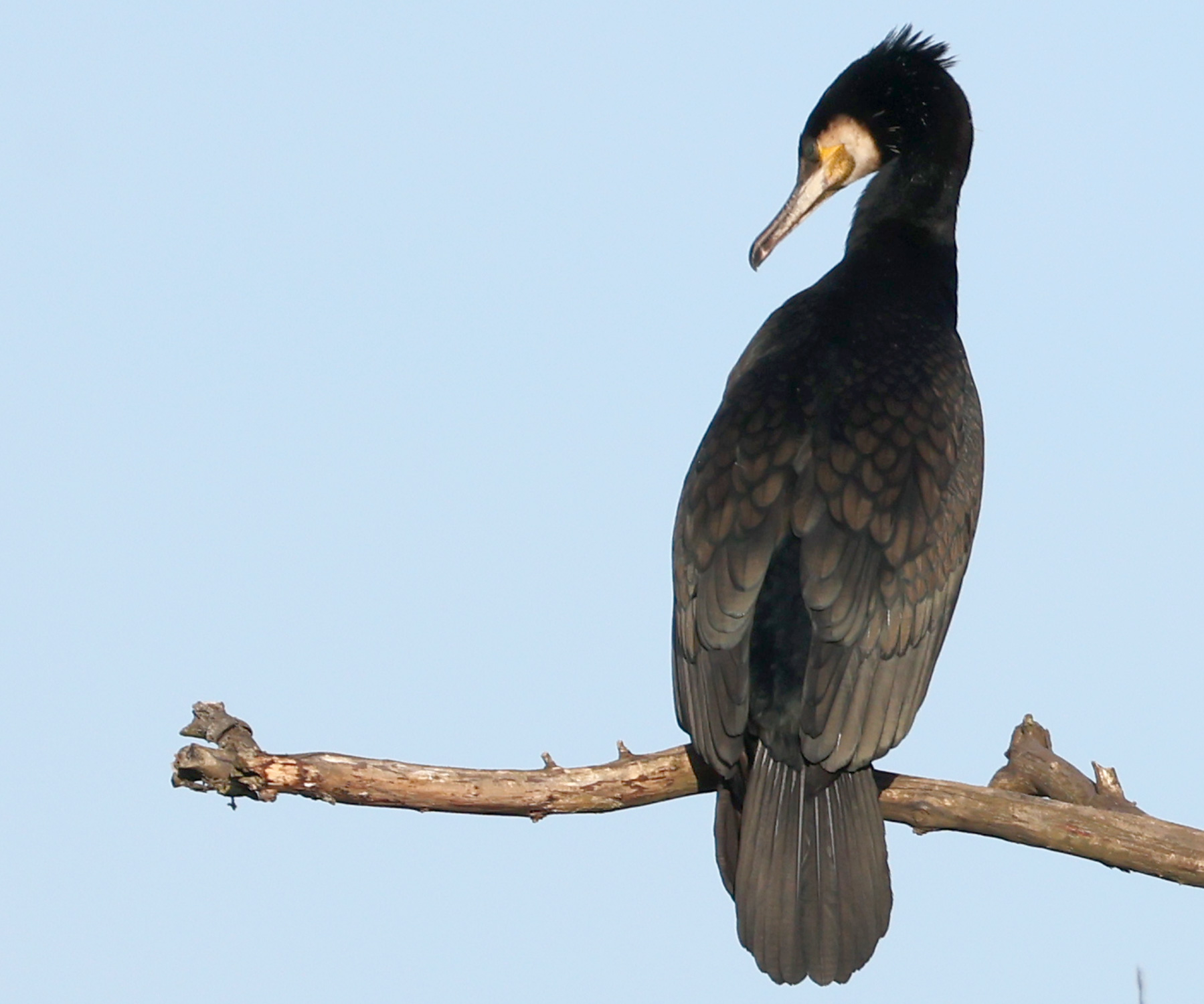 Kormoran am Terrassenhaus