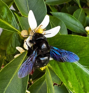 Bild: Holzbiene auf Zitronenblüte, Hemmingen, Foto: Gerhard Späder