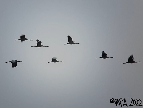 Bild: Kraniche, „Vögel des Glücks“, Hemmingen, Riexinger Höhe, vom Regenpfeiferacker aus fotografiert, 26.10.2022, Foto Jochen Völlm