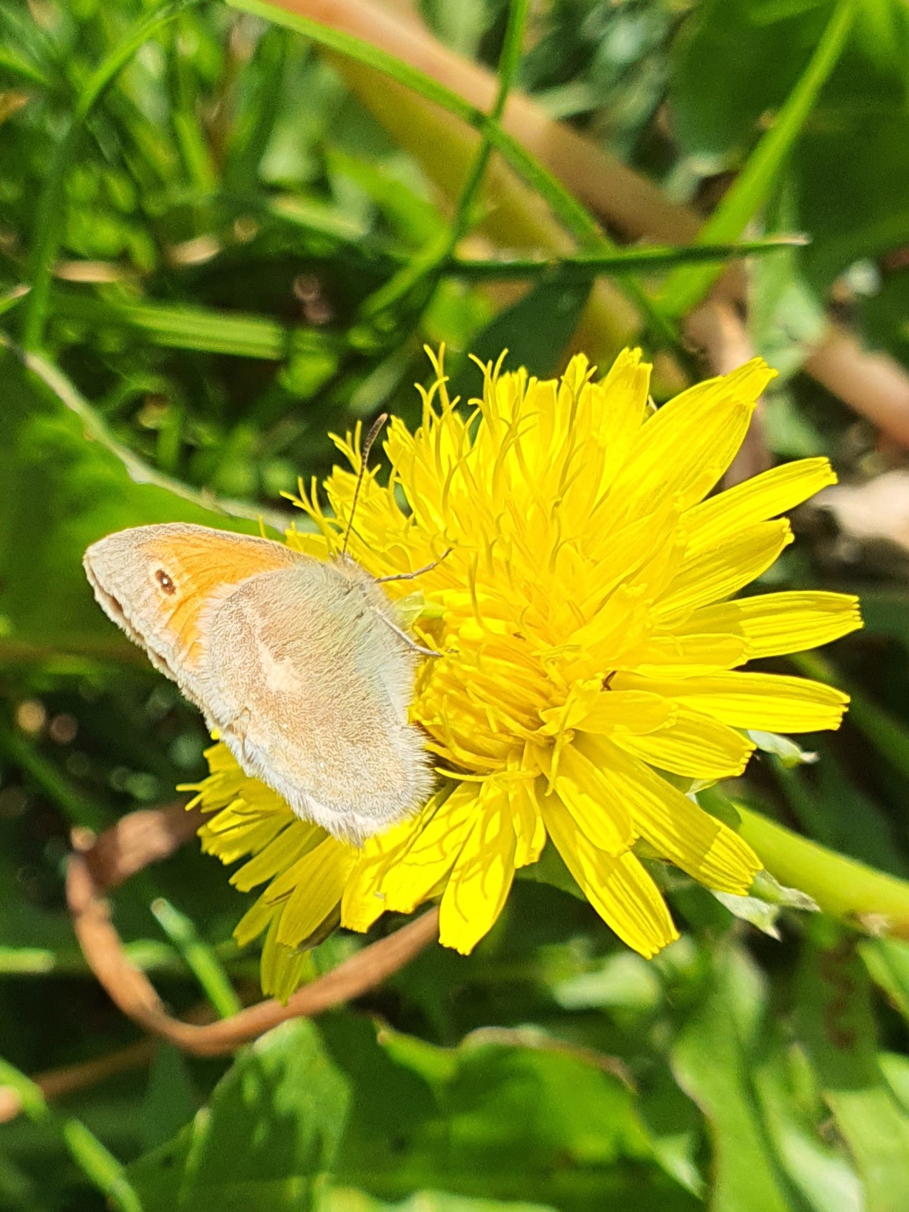 Kleines Wiesenvöglein auf Löwenzahn am Pfad; Foto Hildegard Gölzer