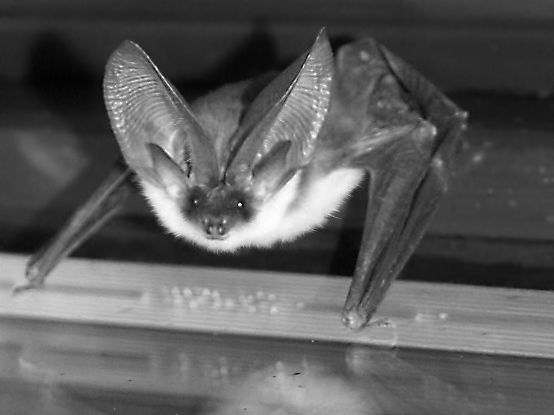 Foto: Graues Langohr (Plecotus austriacus), Schwieberdingen, Foto Thomas Gölzer