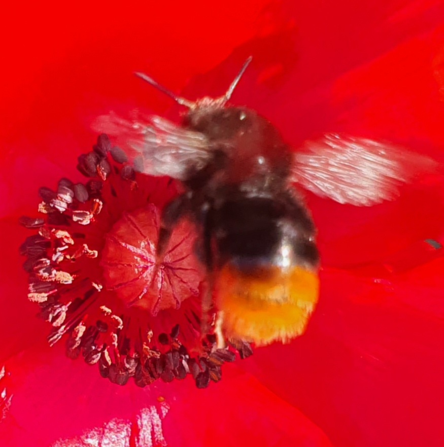 20. Mai, Weltbienentag