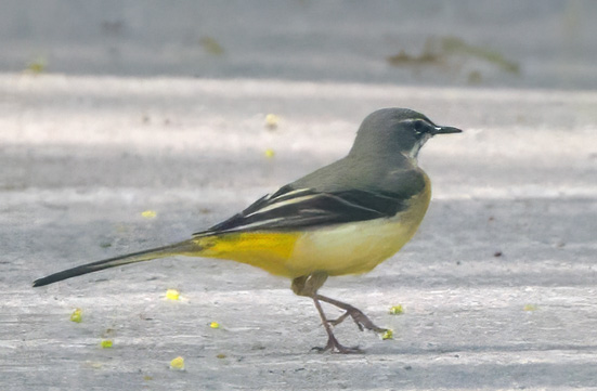 eine Gebirgstelze quert unseren Weg