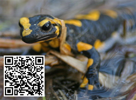 Mach mit- Projekt „Ein Herz für Feuersalamander“, Einladung