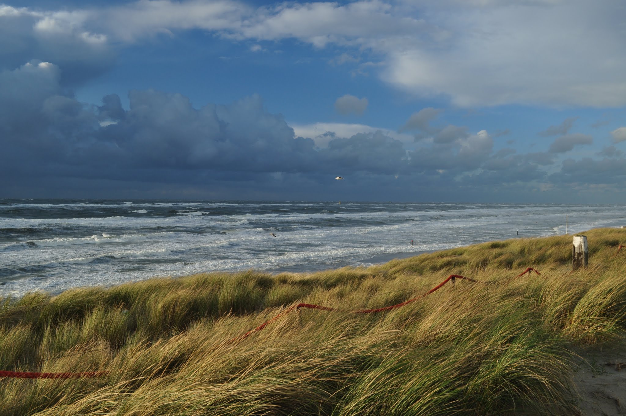 Texel - De Koog  -  (c)T.Renneke
