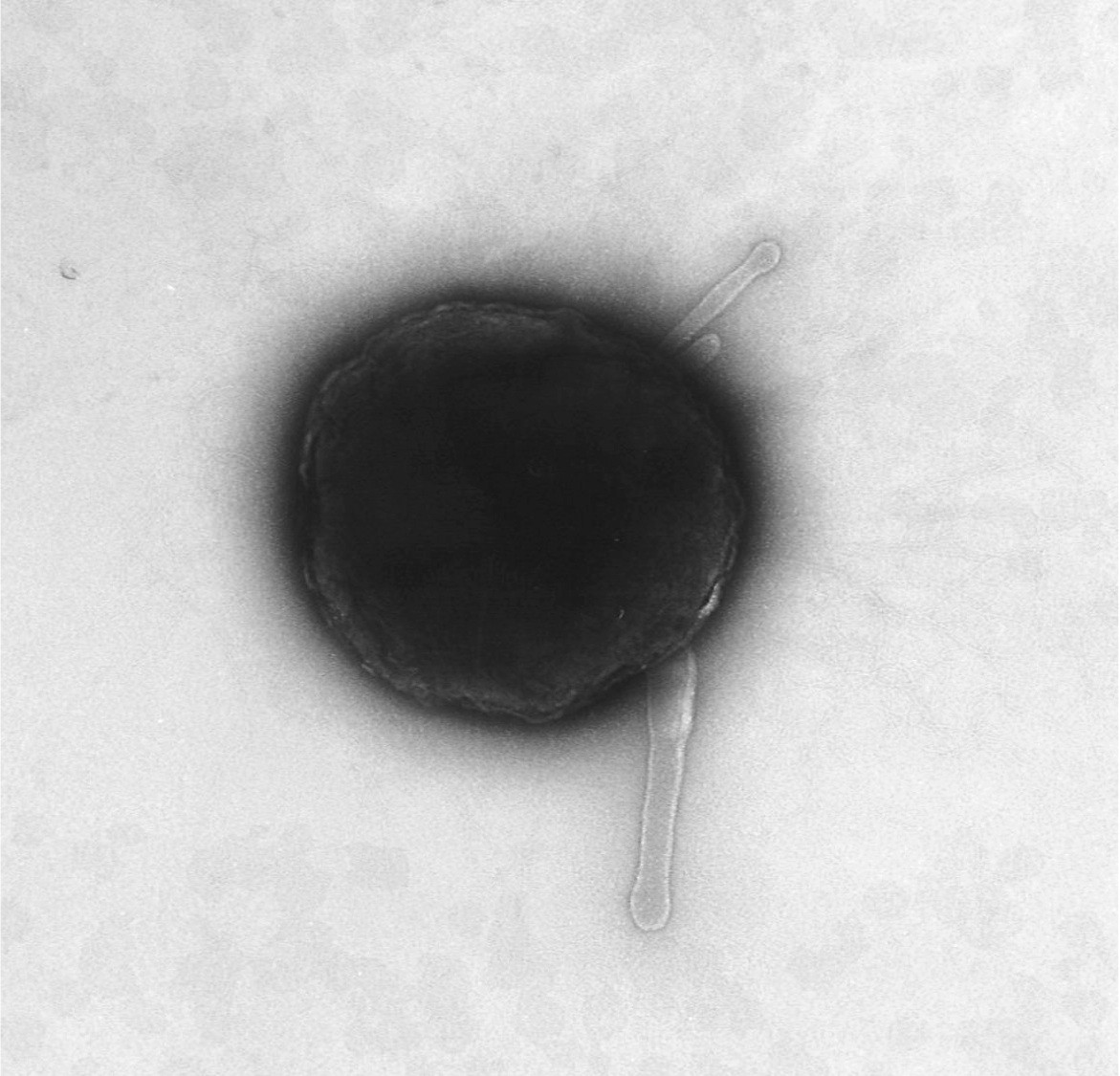 A novel bacterium (Flavicella marina, gen. nov., sp. nov.) obtained in this Lab.