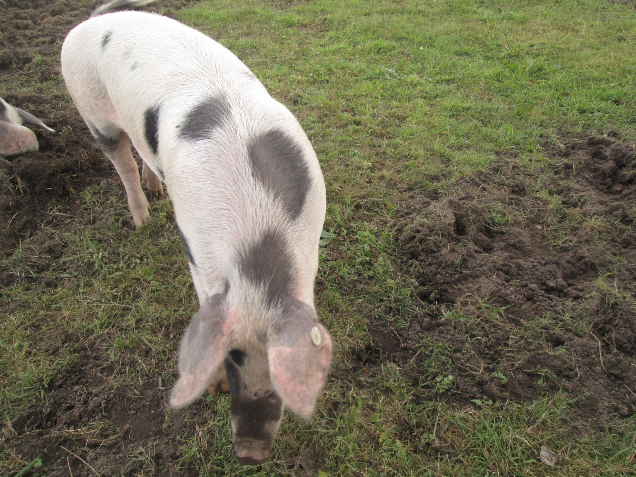 Bunte Bentheimer Schweine Florian Lau Gartnermeister