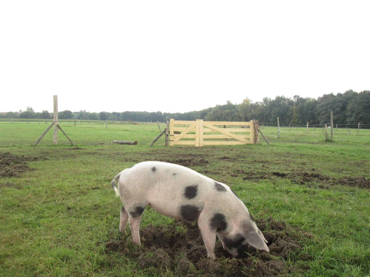 Bunte Bentheimer Schweine Florian Lau Gartnermeister