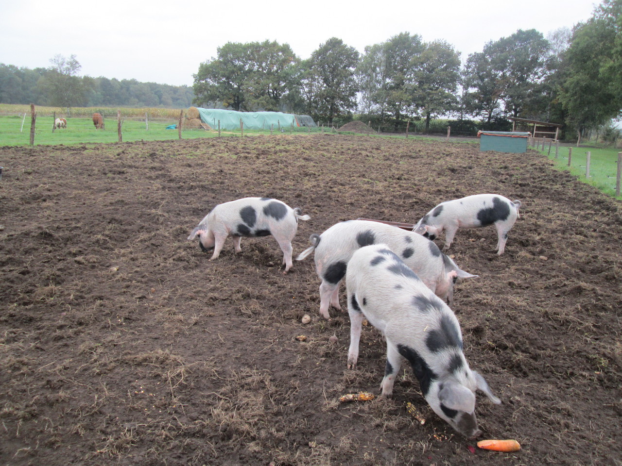Bunte Bentheimer Schweine Florian Lau Gartnermeister