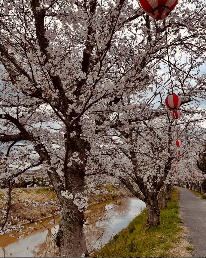 今週末桜満開🌸