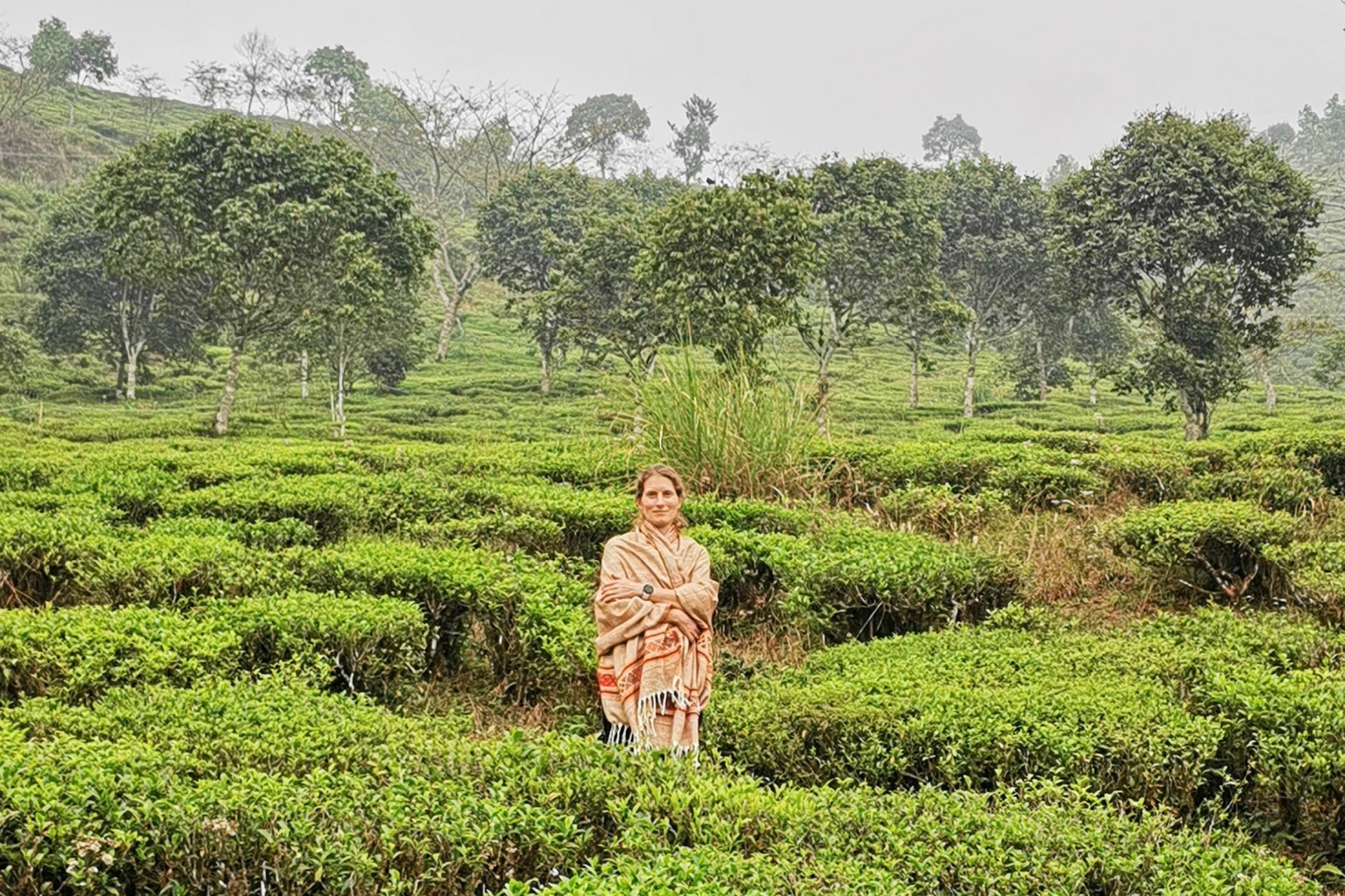 Darjeeling: Schwarzer Tee und grüne Berge