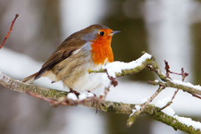 Un rouge-gorge au plumage gonflé