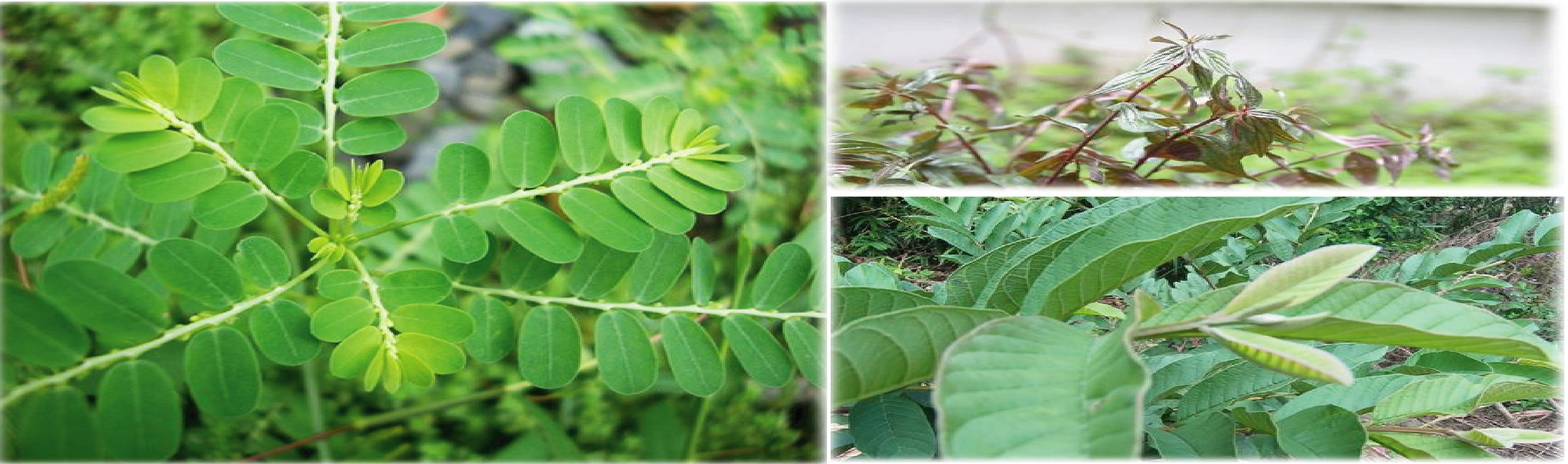 Biosol - Biosolution