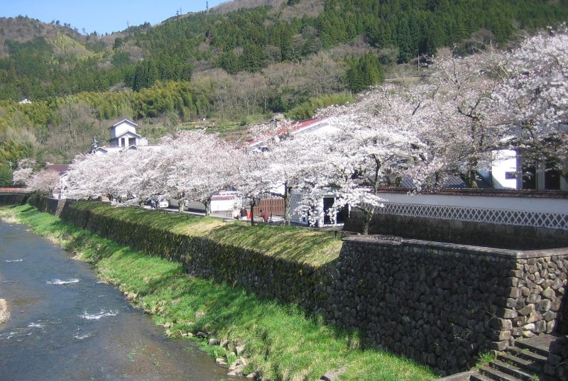 津和野の桜　2021年3月