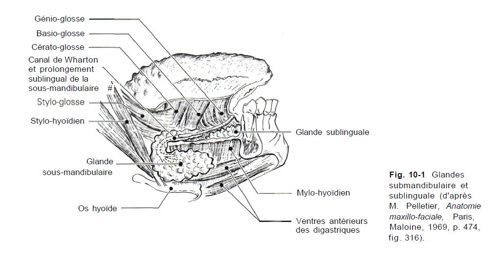 les glandes salivaires et salivation Site de lemonded — free download