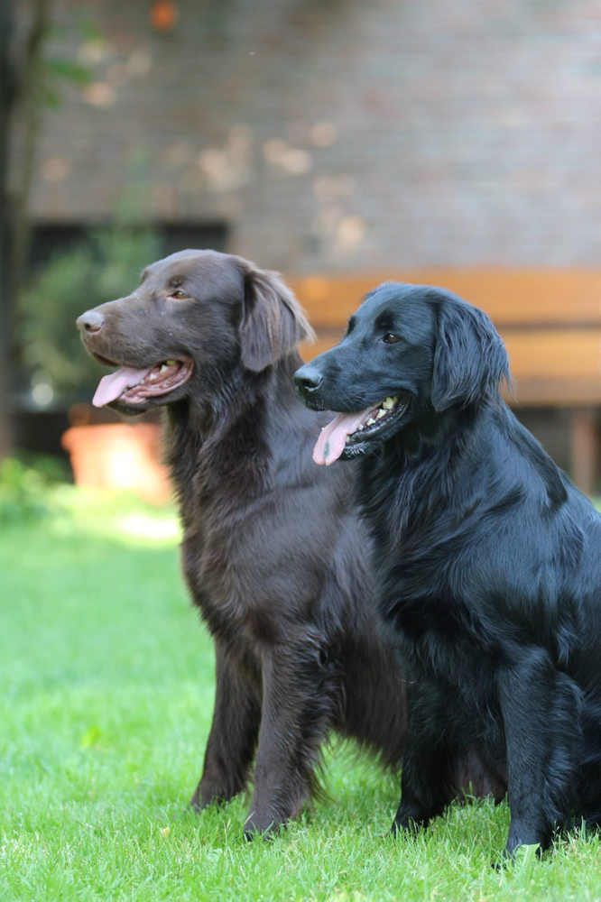 golden retriever cross flat coat
