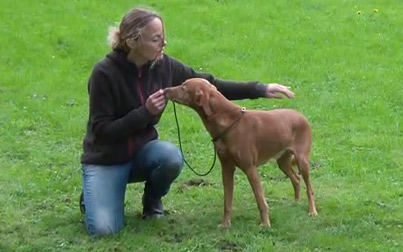 Ruckruftraining Hund Abrufen Trainieren Teil 2