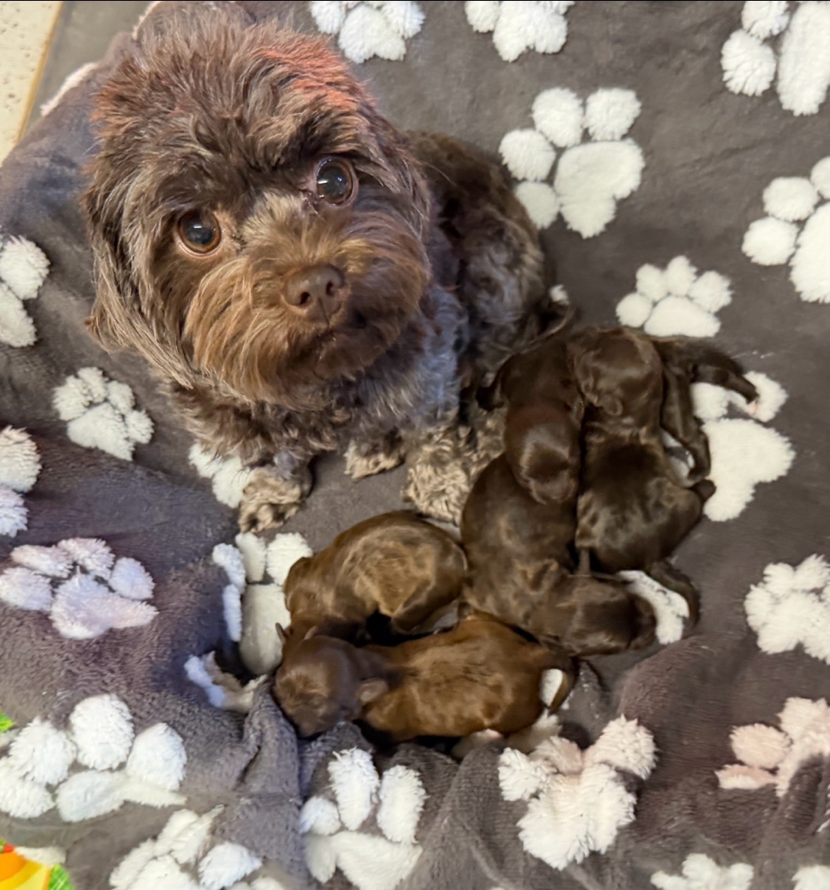 Der Philosoph und der Wolf: Was ein wildes Tier uns lehrt by Mark Rowlands  | Goodreads, image size:933x1000