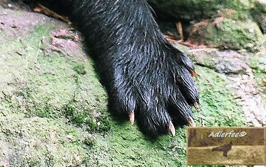 Aktuelles zur Jagd in Skandinavien