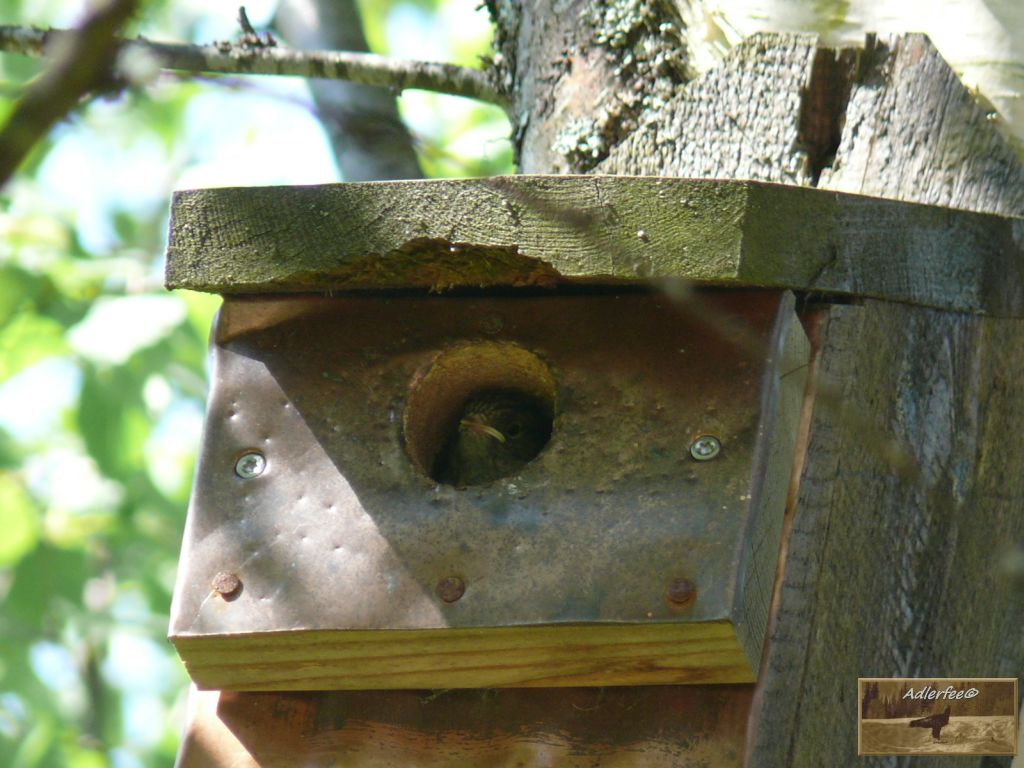 Trauerschnäpper Junges im Nistkasten