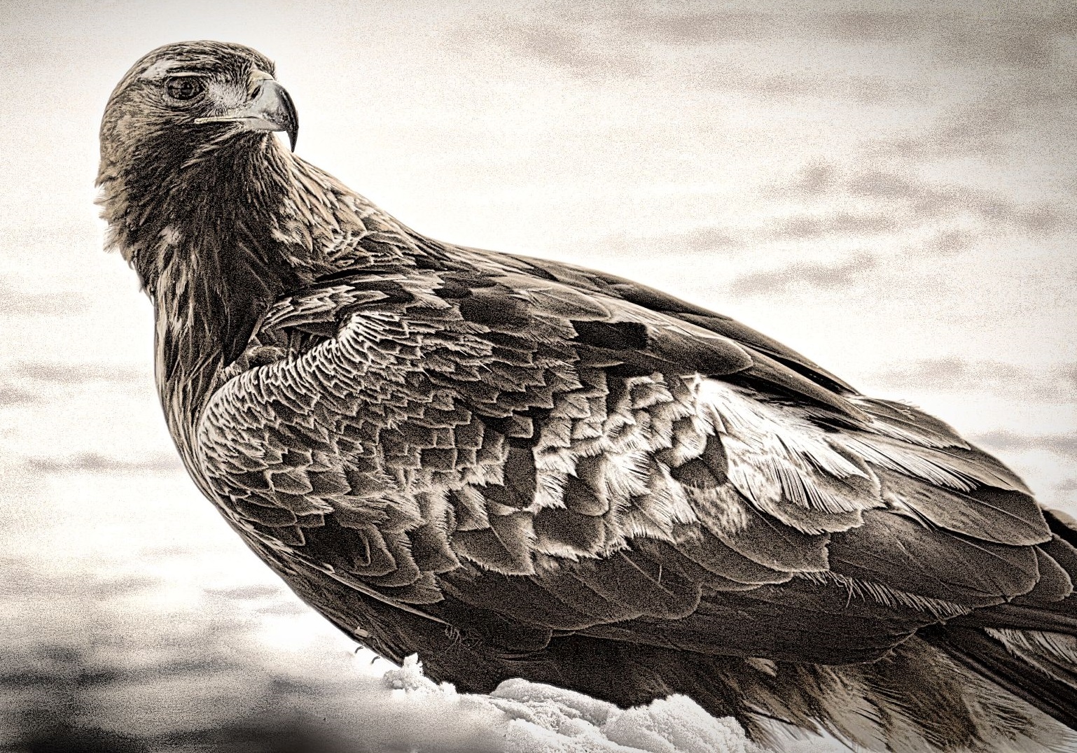 Steinadler Teil 1