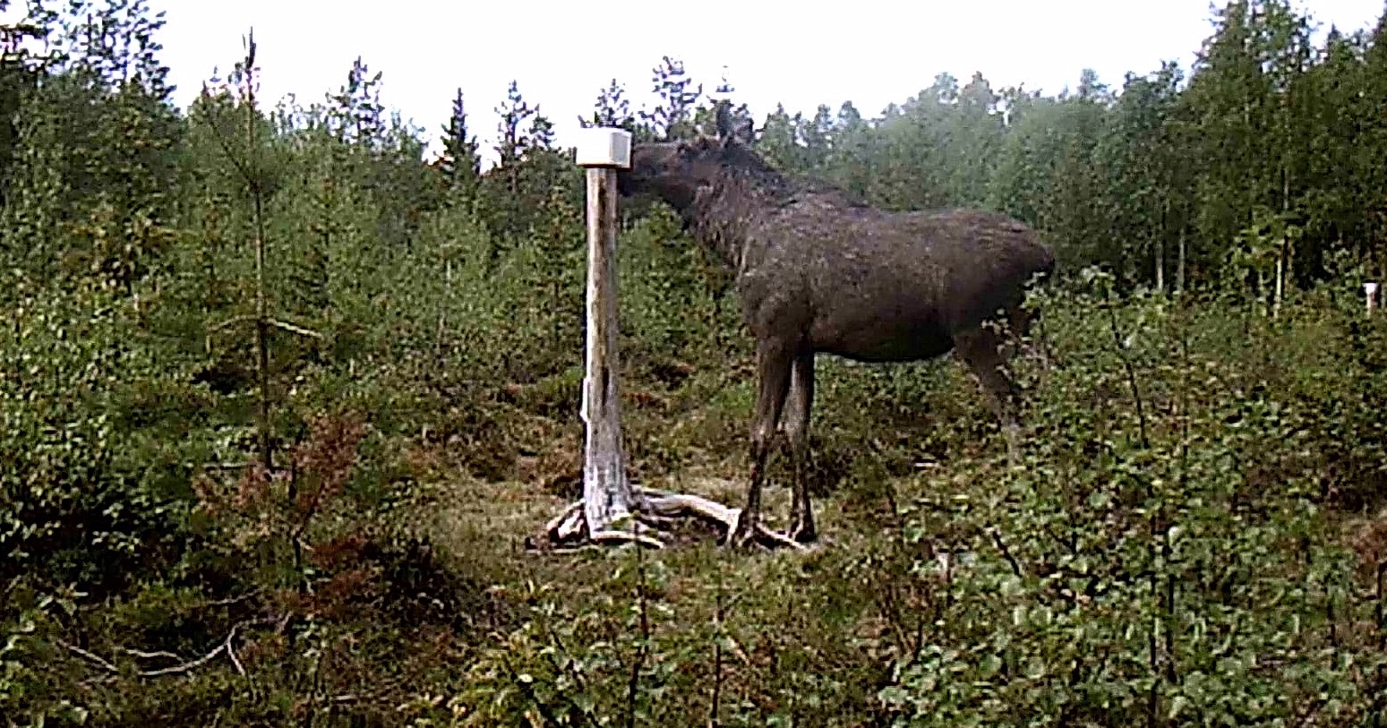 Großer Besuch an der Salzlecke