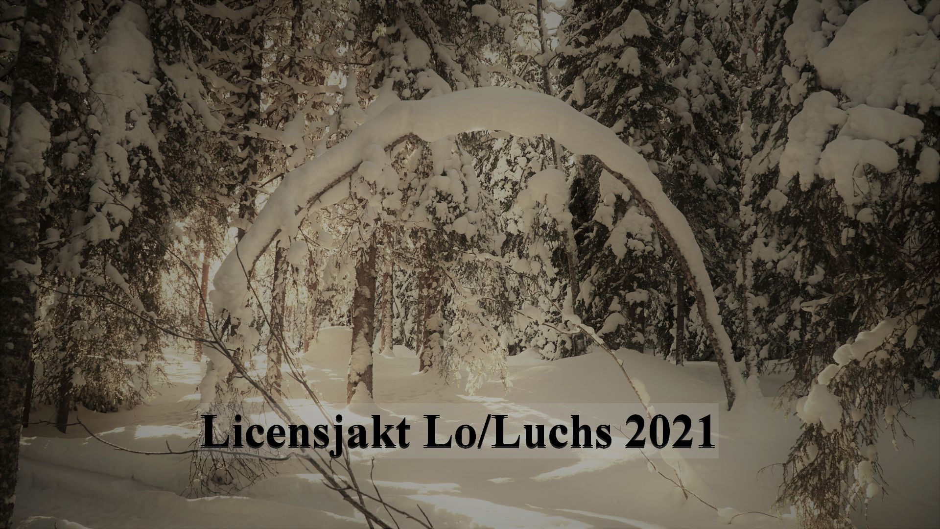 Worin liegen die Rechtfertigung oder die Gründe zur Luchsjagd in Schweden?