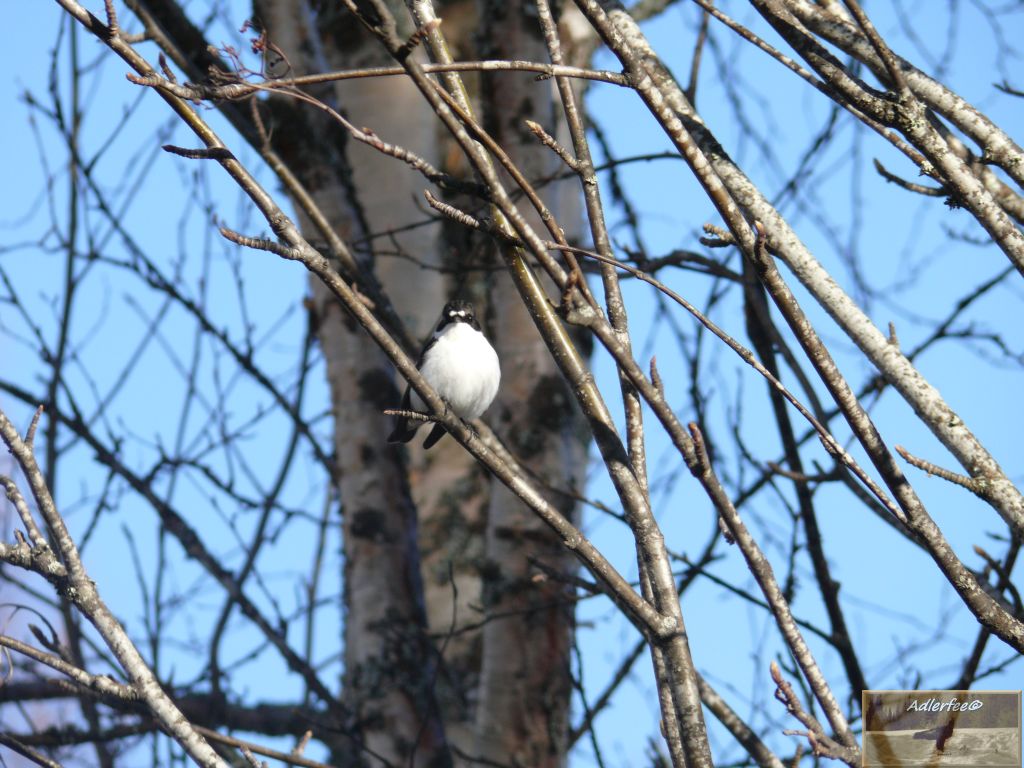 Trauerschnäpper ♂