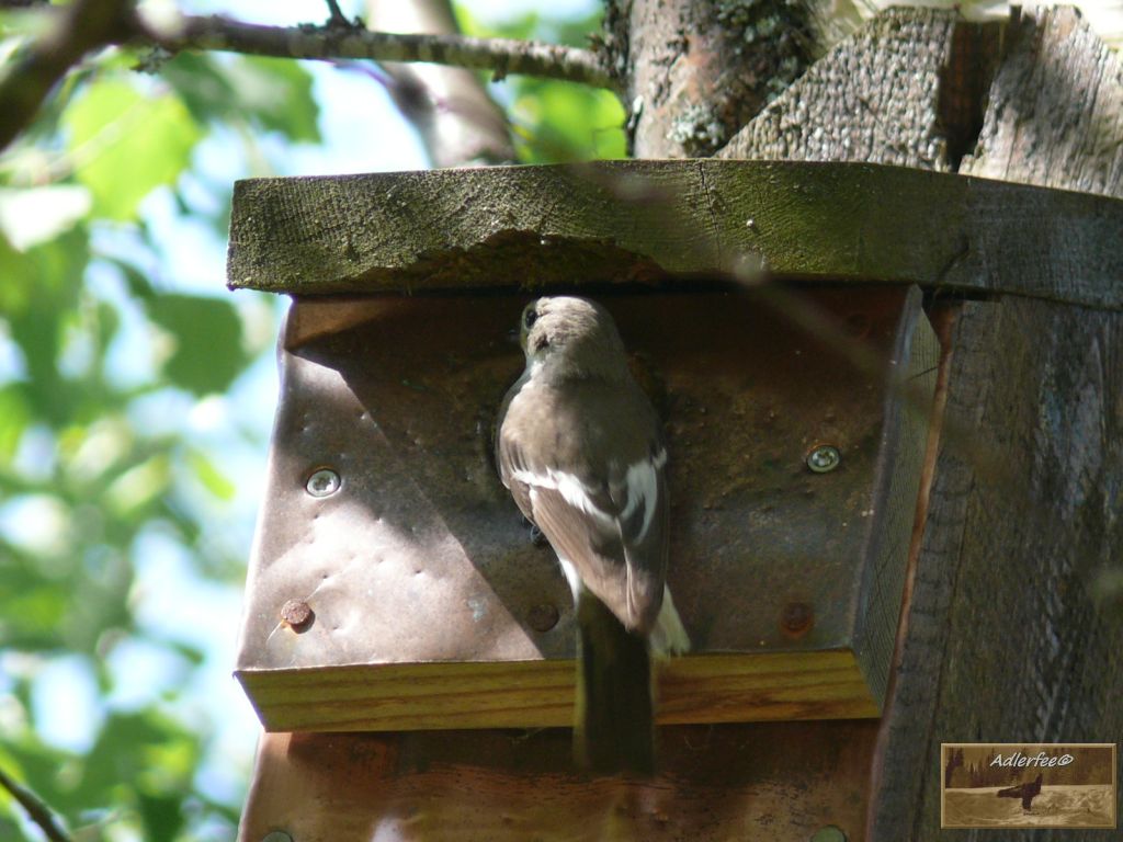Trauerschnäpper ♀