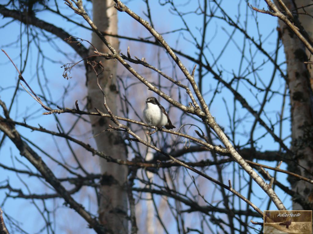 Trauerschnäpper ♂