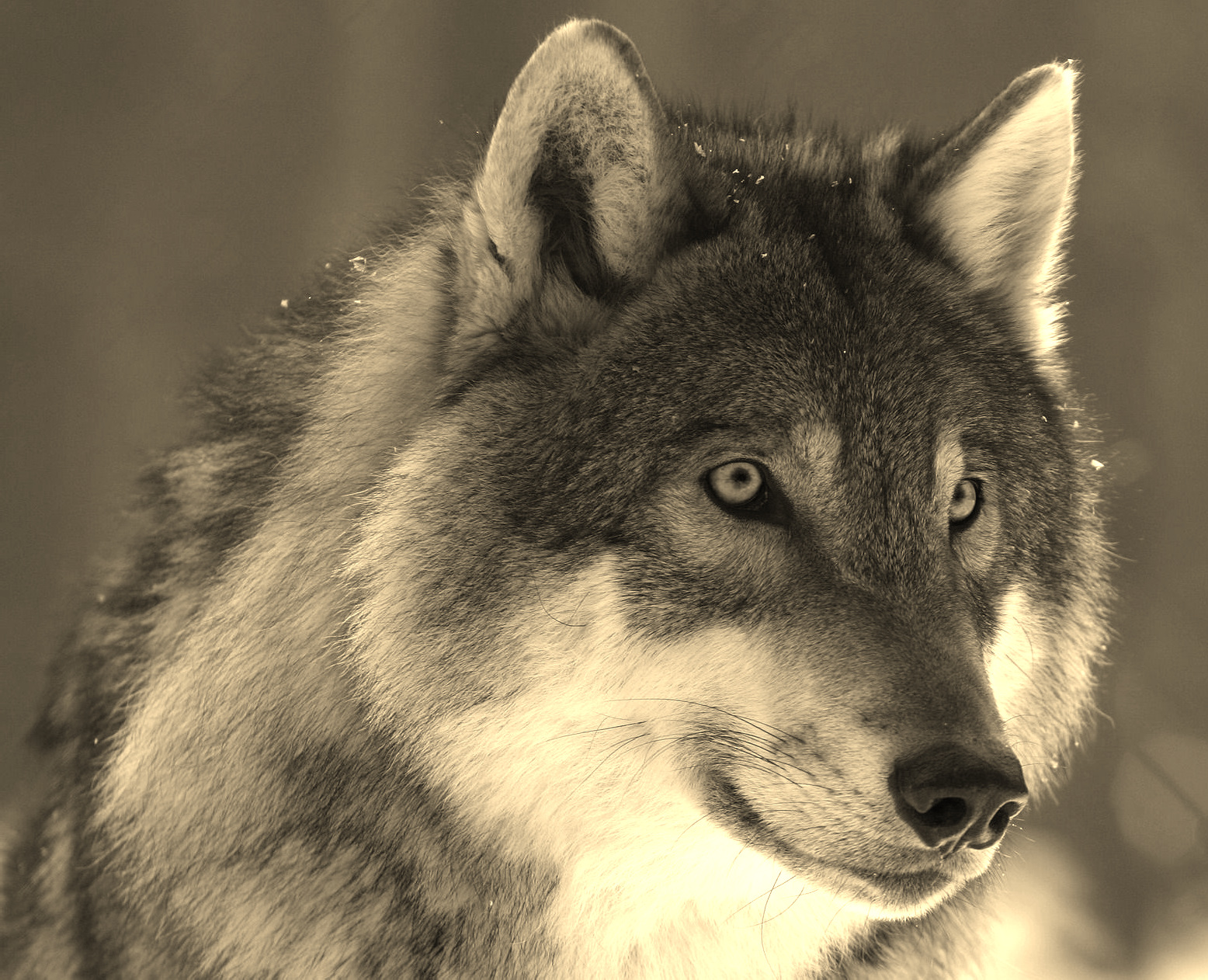 Wolfsjagd 2023 in Schweden