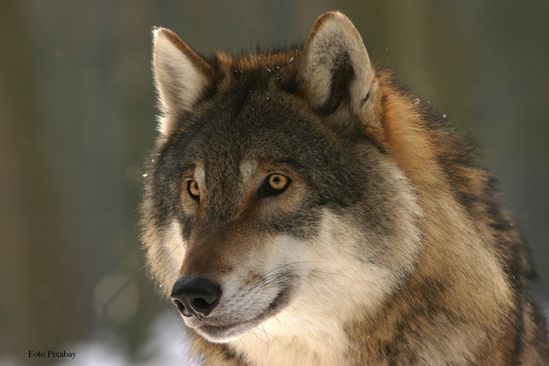 Kurzinfo zur Wolfsjagd in Skandinavien