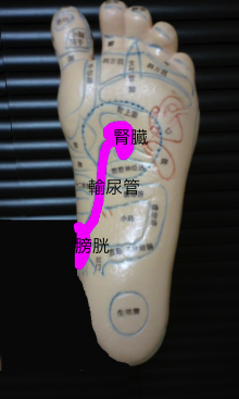 腎臓、輸尿管、膀胱　反射区