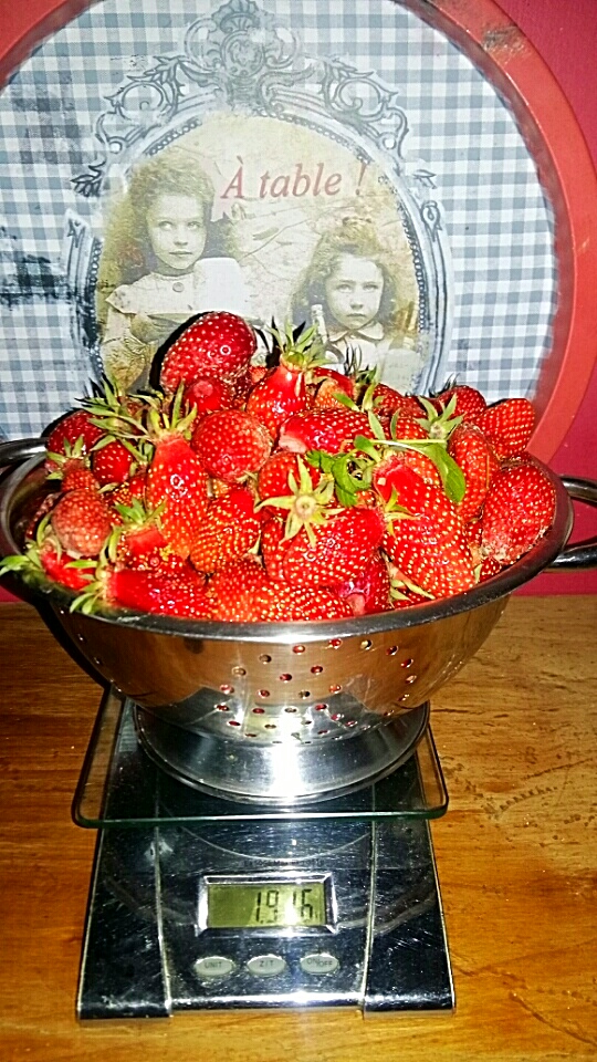 Cueillette de fraises pour vos confitures