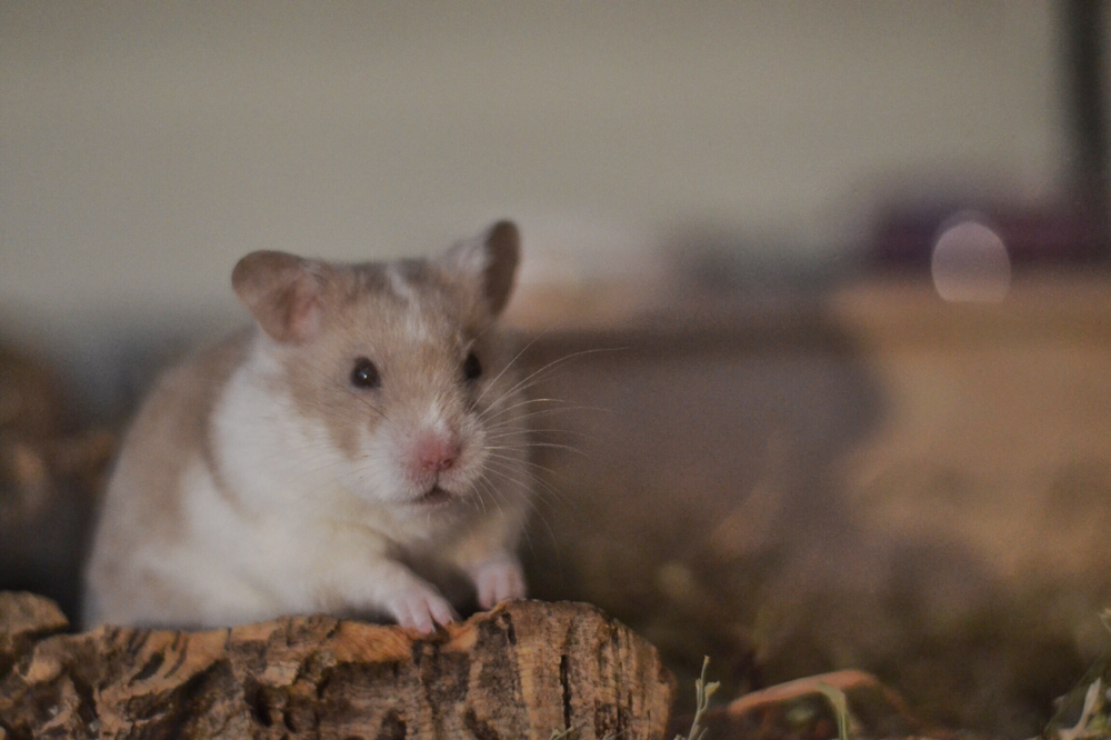 Mein letzter Hamster- der Olaf 😍