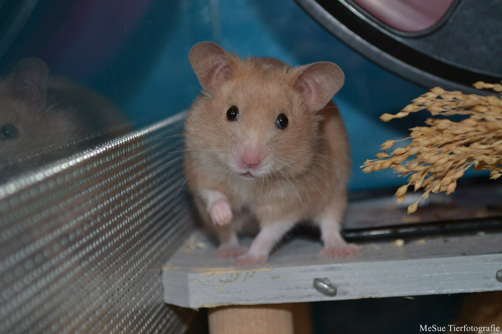 Mein Liebling Baò Long, er stammte aus einer Hamster Zucht.