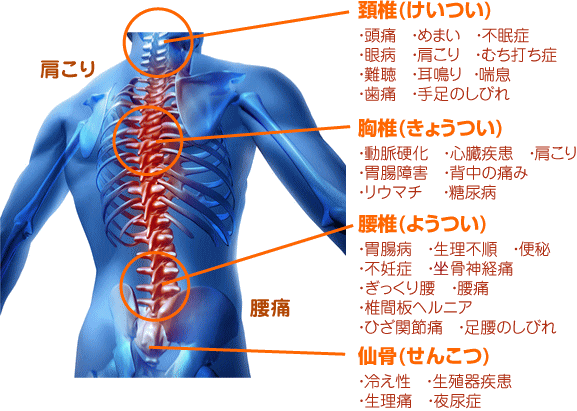 肩こり、腰痛は猫背や骨盤に関係します