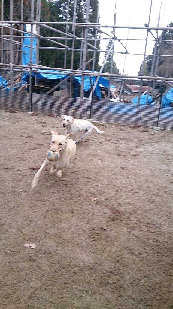 DOG パーク 森へようこそ！！ ワンコsports