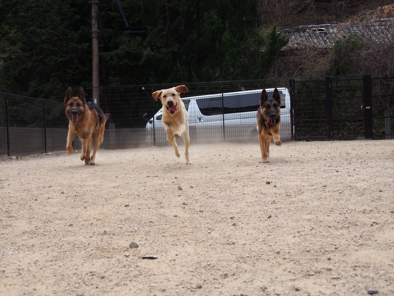 DOG パーク 森へようこそ！！ ワンコsports