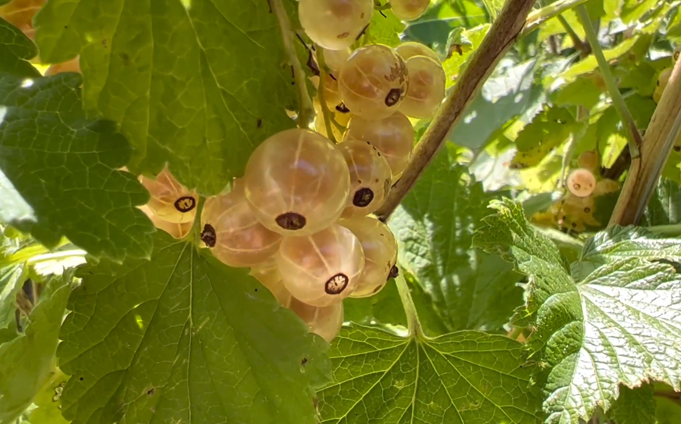 Johannisbeeren - Einheimisches Superfood