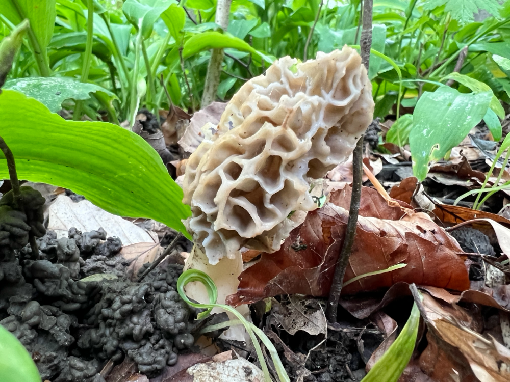 Frühlingsbote