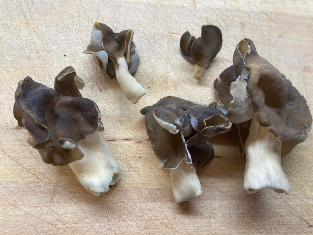 Braunviolette Lorchel (Helvella spadicea)