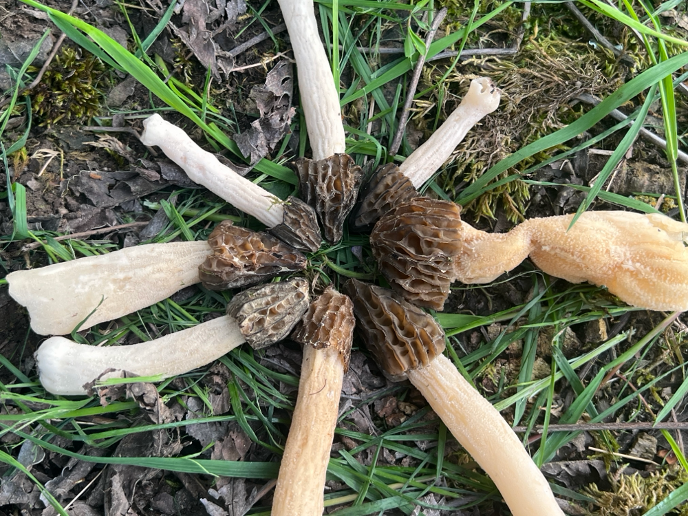 Käppchenmorchel