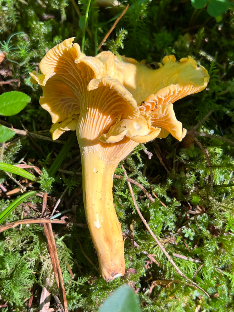 Violettschuppiger Pfifferling Cantharellus amethysteus