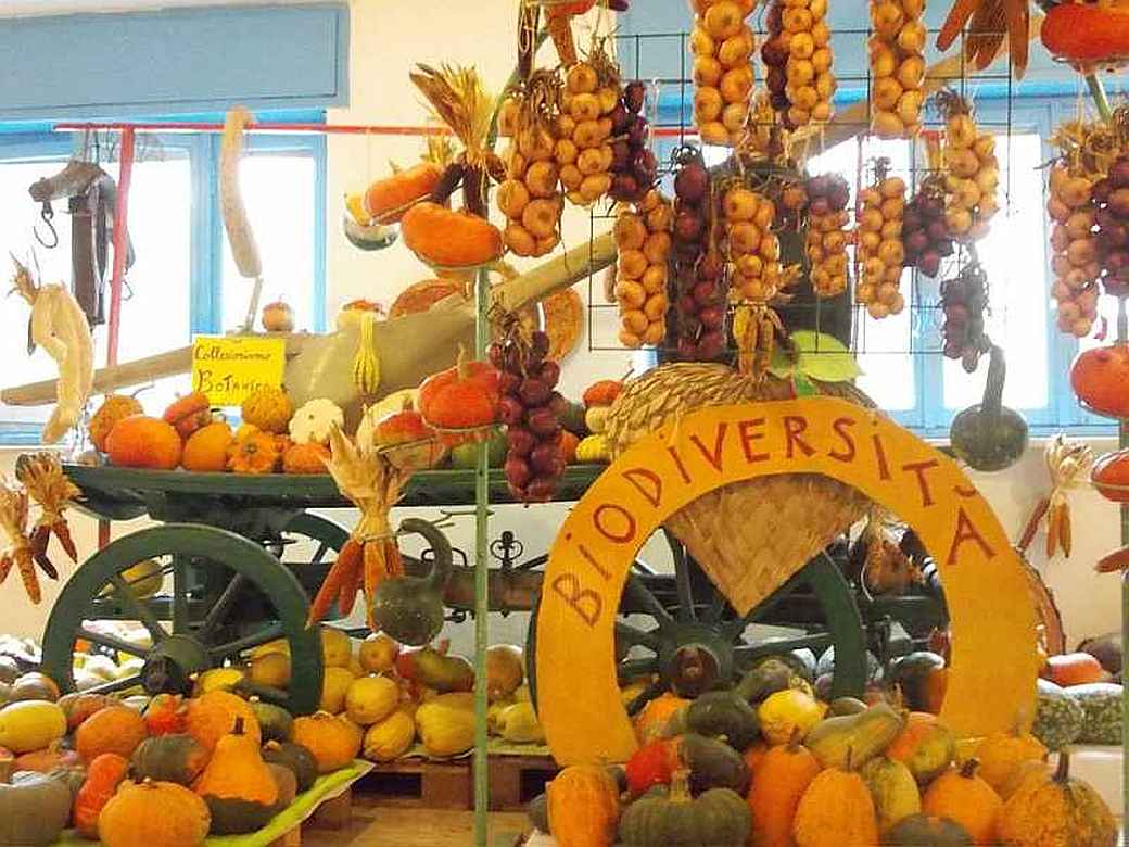 Dal 13 settembre al 14 dicembre 2025 ~ La Casa delle Zucche: un viaggio nella biodiversità del Regno delle Cucurbitaceae