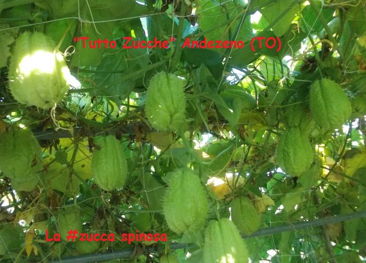 Tutto il gusto genuino da  Tutto Zucche  Andenzeno (TO) La #zucca spinosa - #chayote - #sechium edule , #sciù sciù, una particolare zucca di origine tropicale