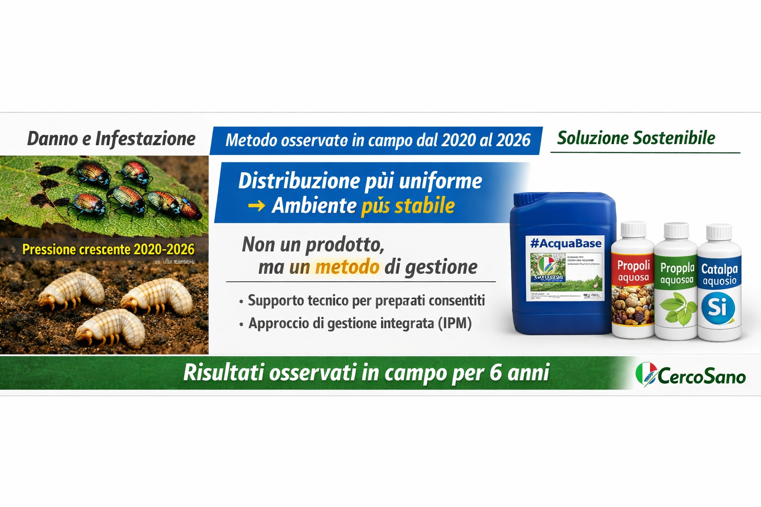 Popillia japonica: sei anni di osservazioni sul metodo naturale basato su propoli, catalpa e distribuzione fine. (Vivai Veimaro)