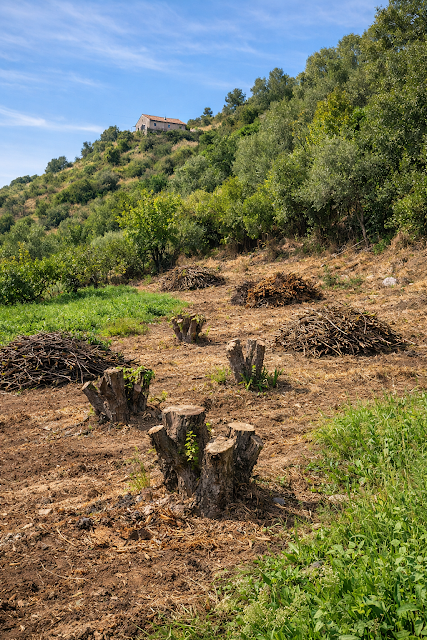 Proposta tecnica integrata per il recupero di terreni abbandonati e realizzazione di agrumeti collinari a gestione evoluta